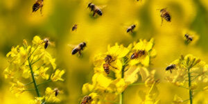 Boost innovation by capturing the value of disruptive technology